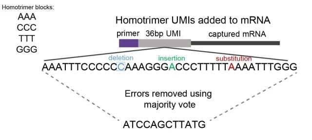New research improves accuracy of molecular quantification in high-throughput sequencing