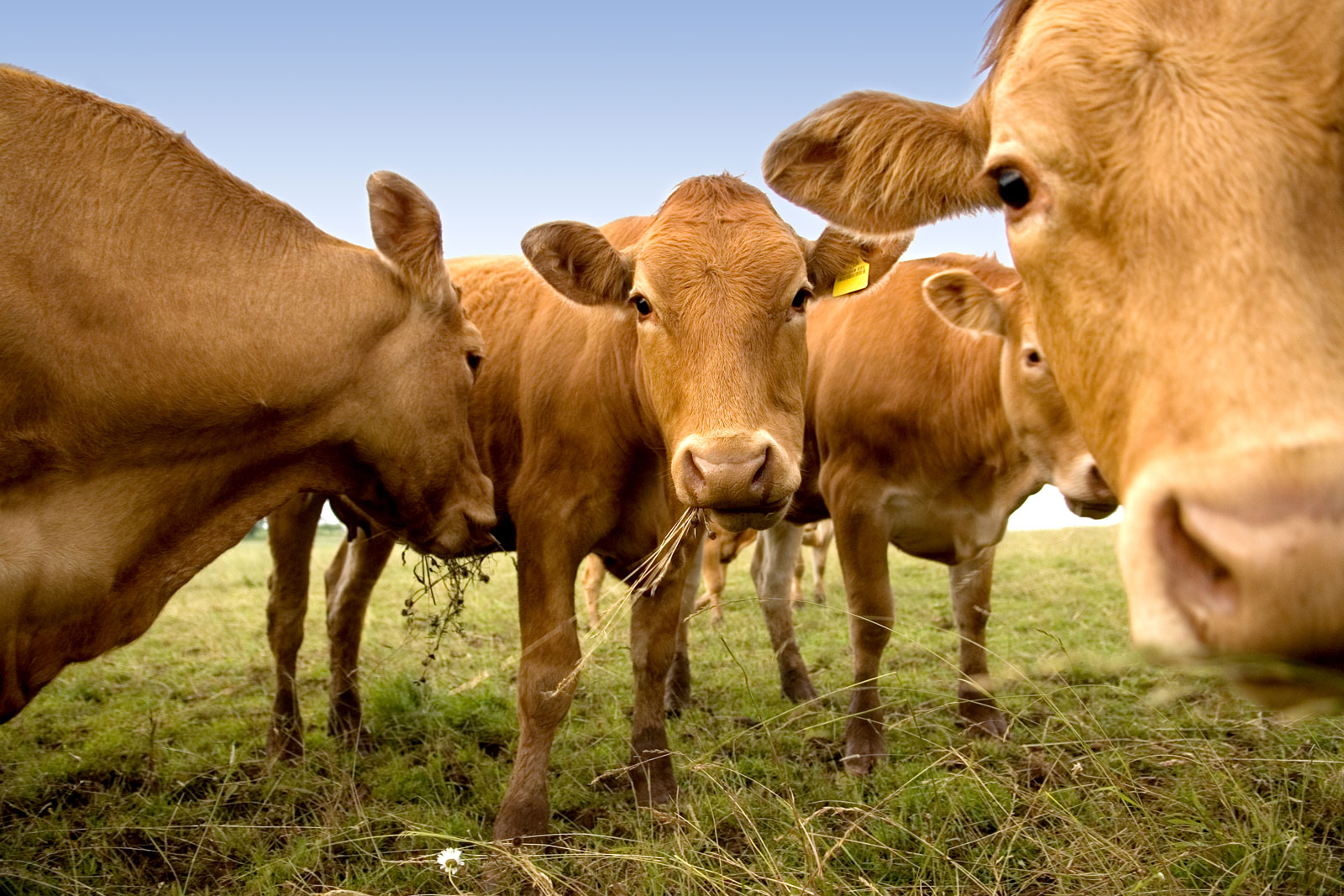 Study shows land used for pasture could worsen or help climate change.  MIT News